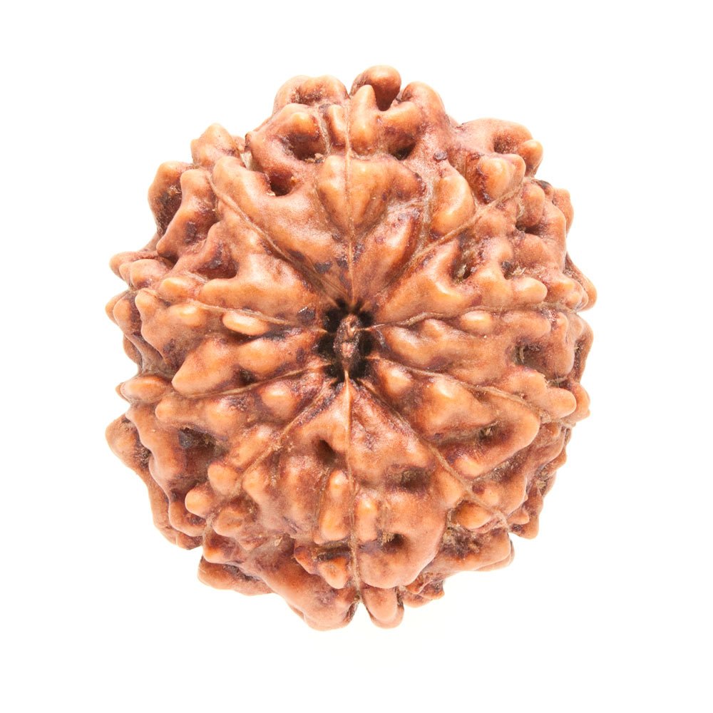 10MukhiRudraksha