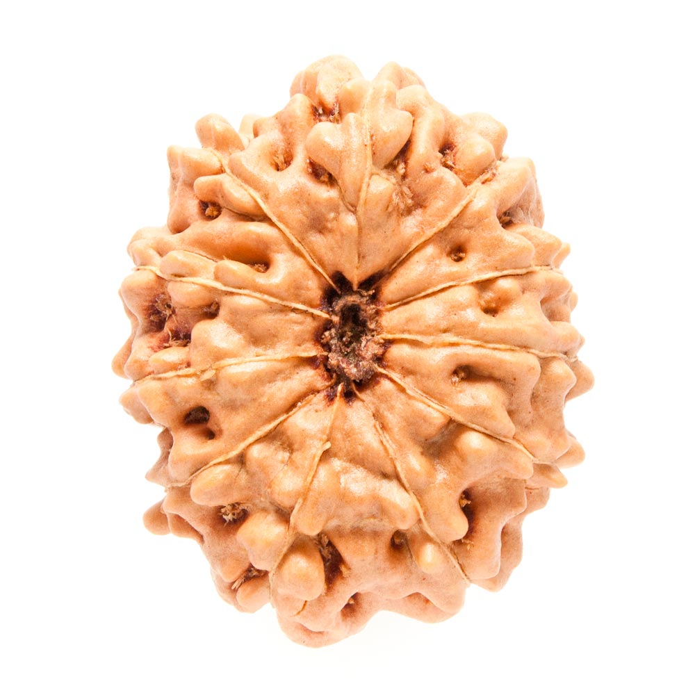11_Mukhi_Rudraksha