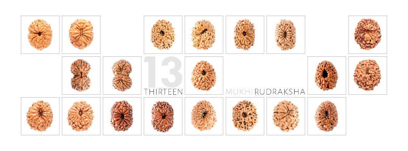13 Mukhi Rudraksha