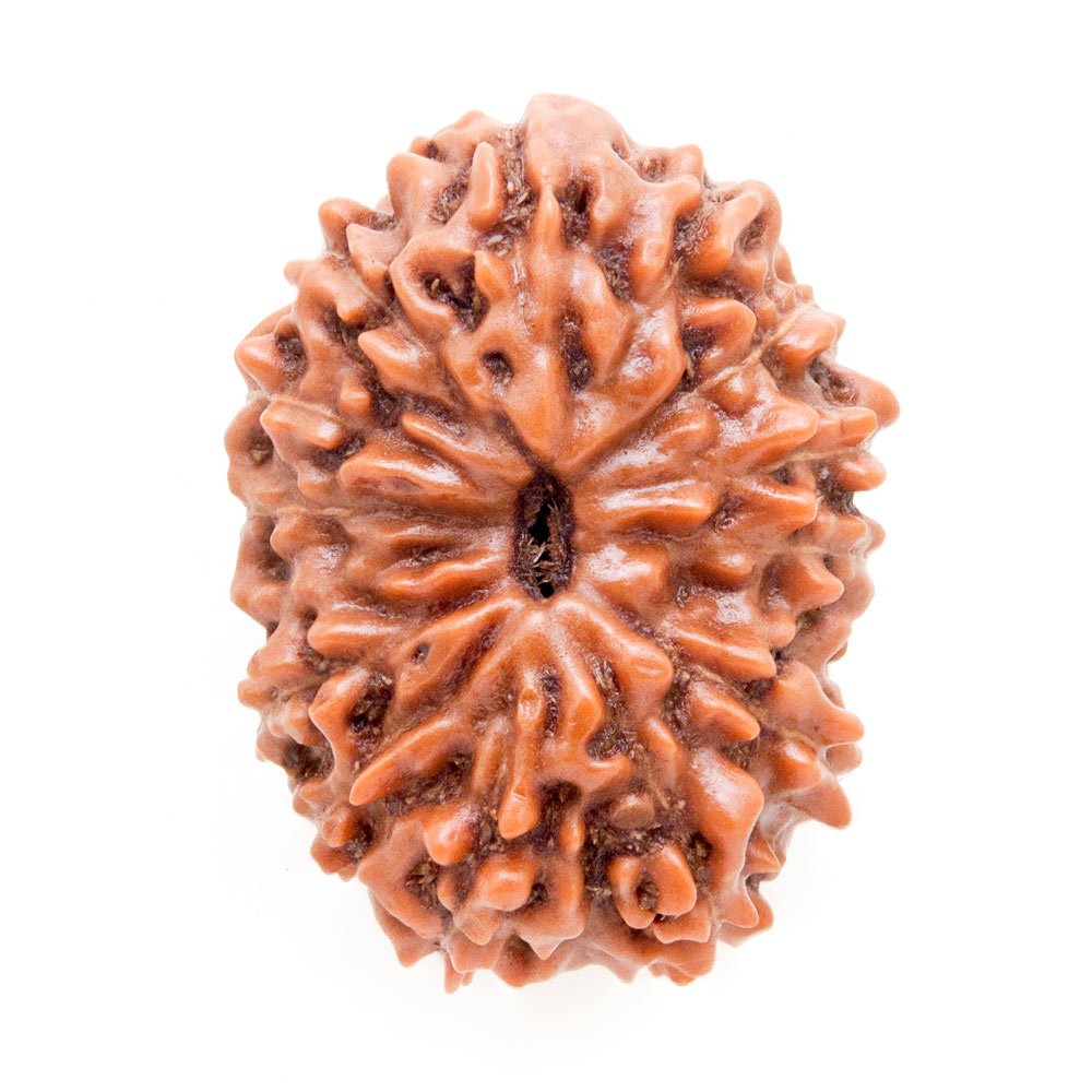 13_Mukhi_Rudraksha