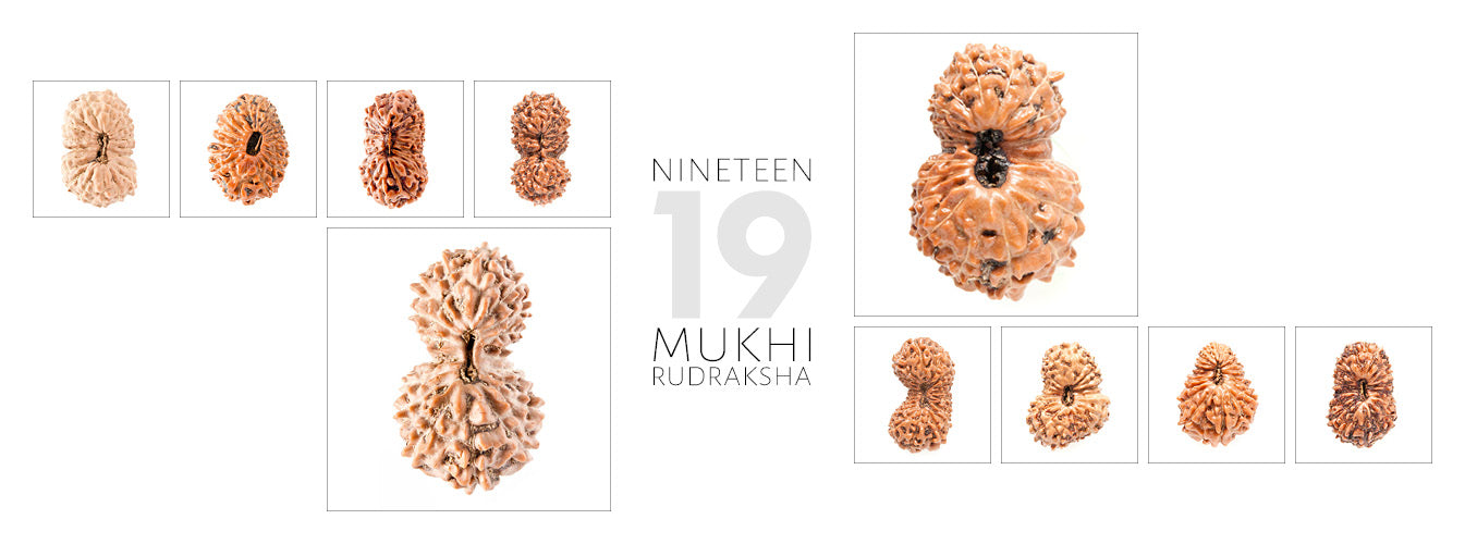 19 Mukhi Rudraksha