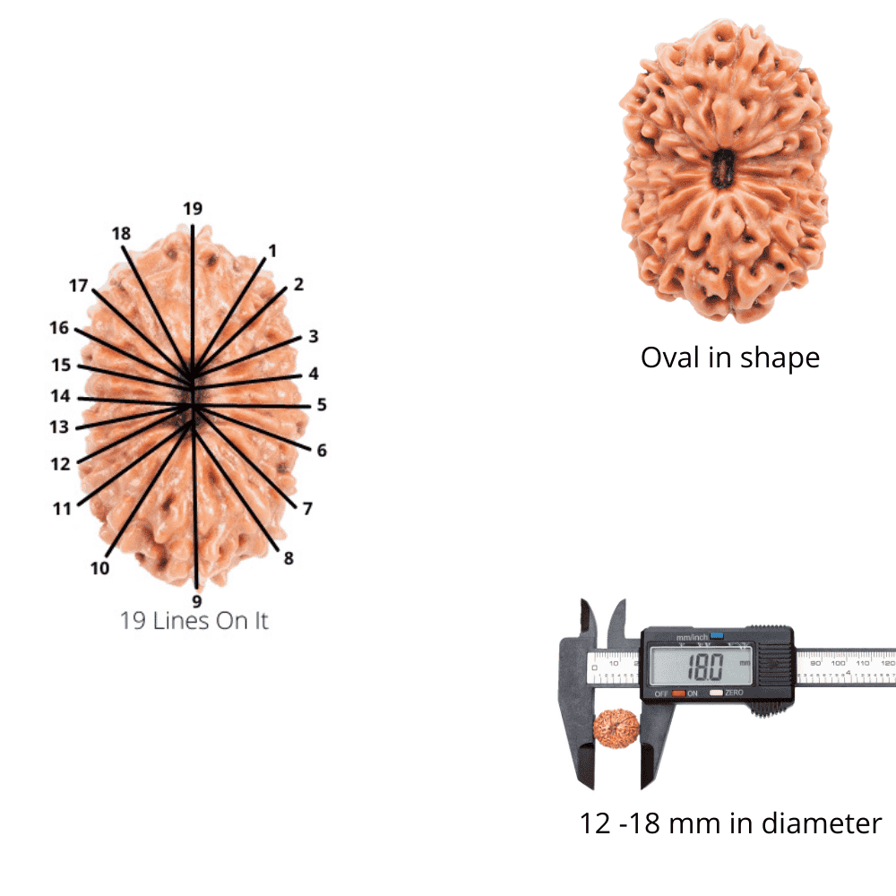 19_Mukhi_Rudraksha_8-18mm