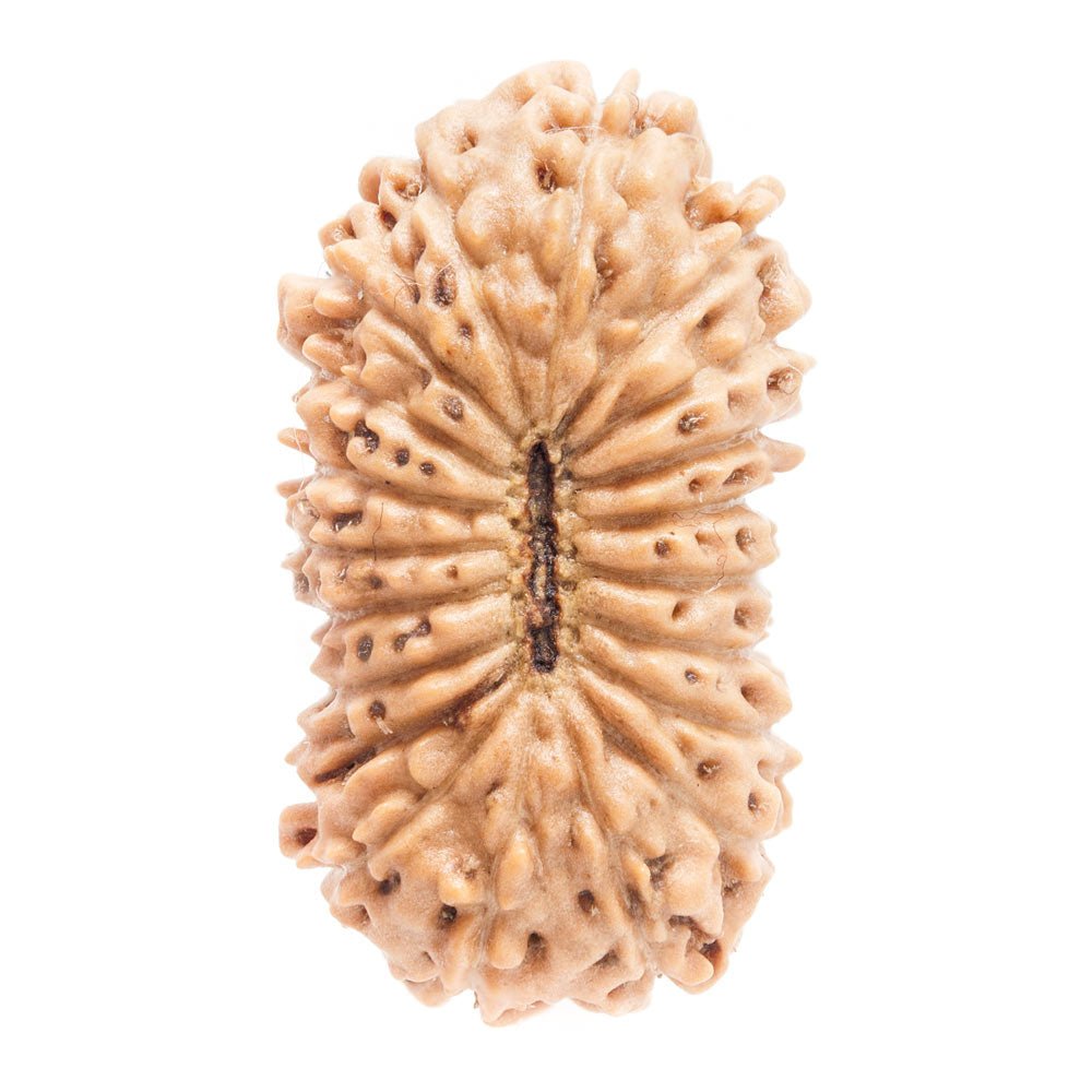 20MukhiRudraksha