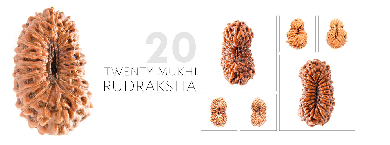 20 Mukhi Rudraksha