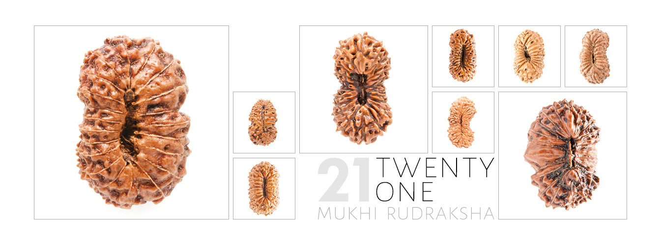 21 Mukhi Rudraksha