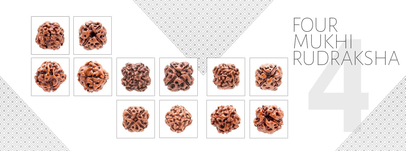 4 Mukhi Rudraksha