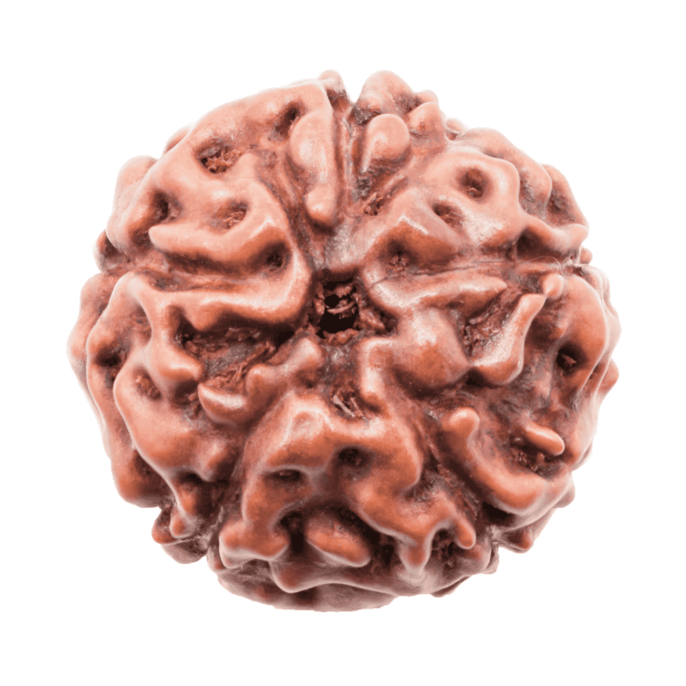 5MukhiRudraksha