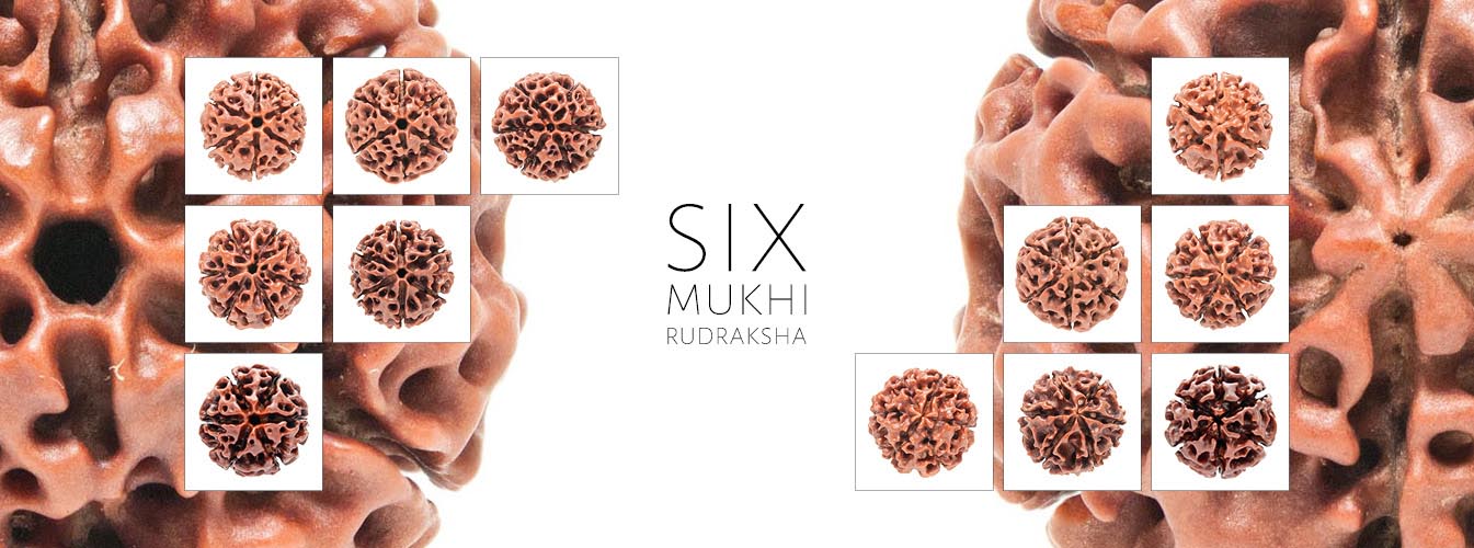 6 Mukhi Rudraksha