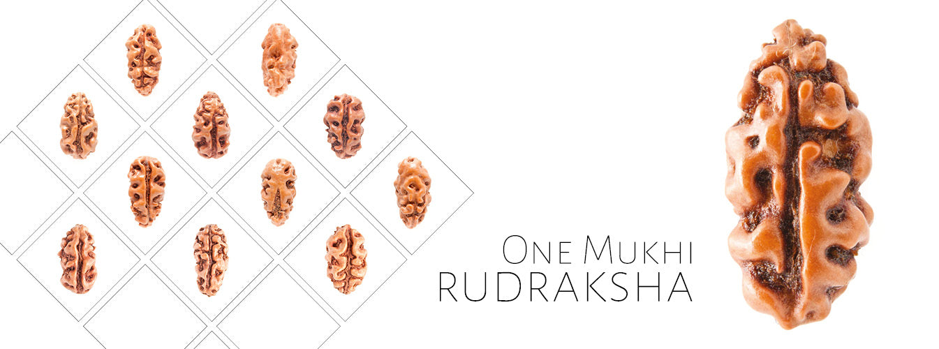Ek Mukhi Rudraksha