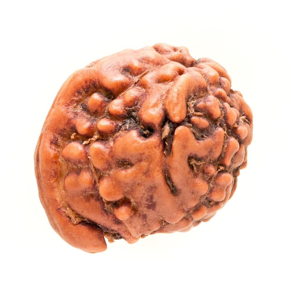 GaneshaRudraksha