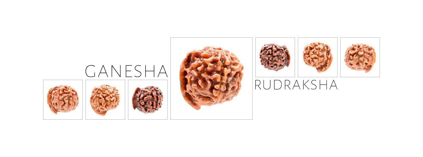 Ganesha Rudraksha