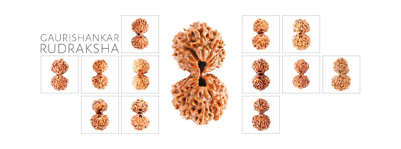 Gauri Shankar Rudraksha