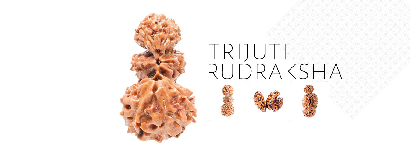 Trijuti Rudraksha