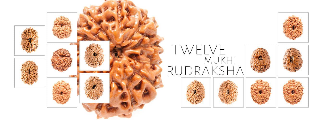12 Mukhi Rudraksha