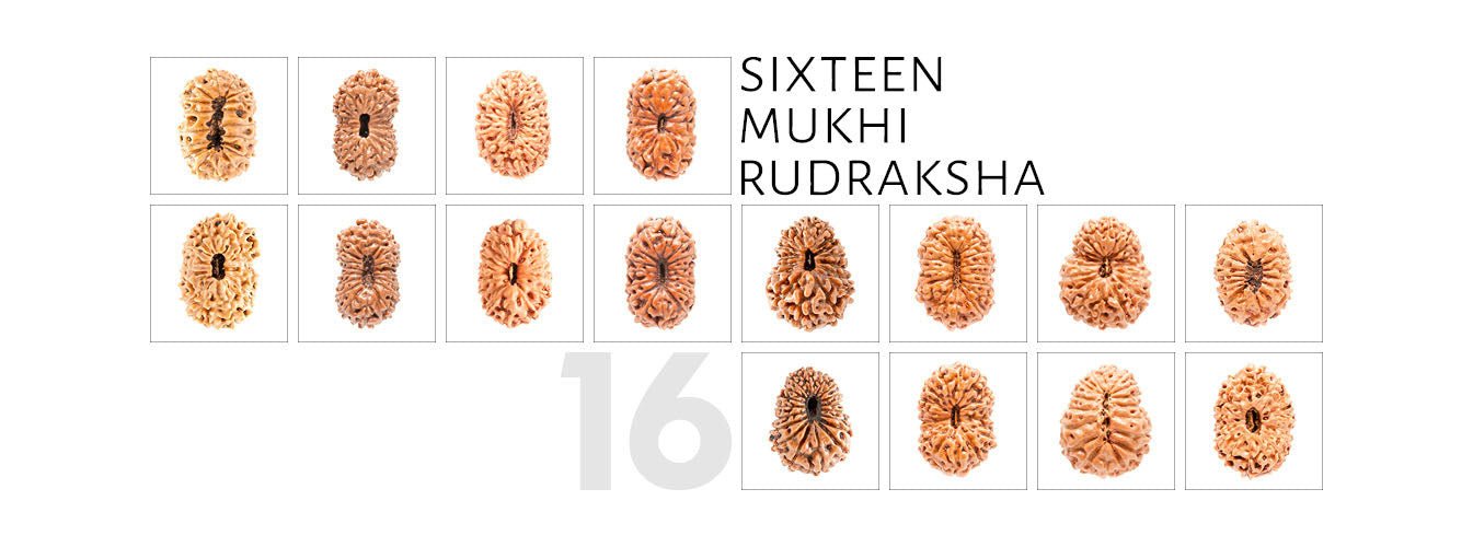 16 Mukhi Rudraksha 