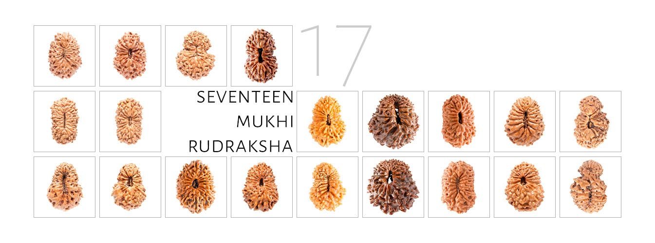 17 Mukhi Rudraksha 