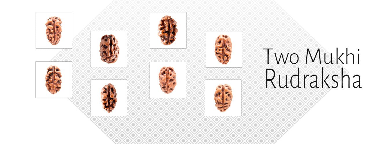 2 Mukhi Rudraksha