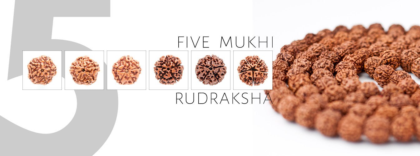 5 Mukhi Rudraksha 