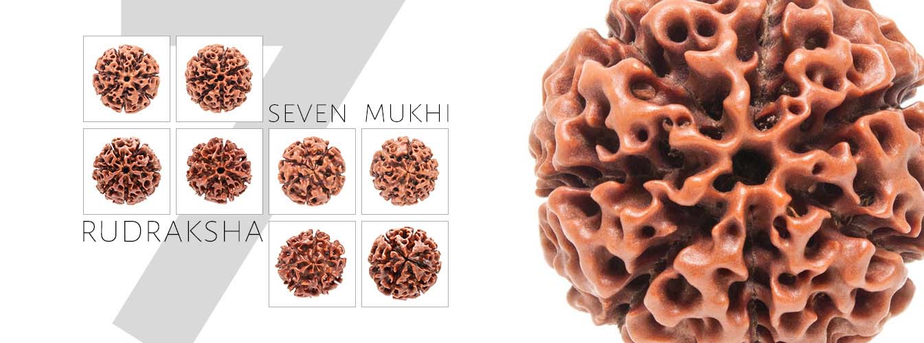 7 Mukhi Rudraksha Indonesia