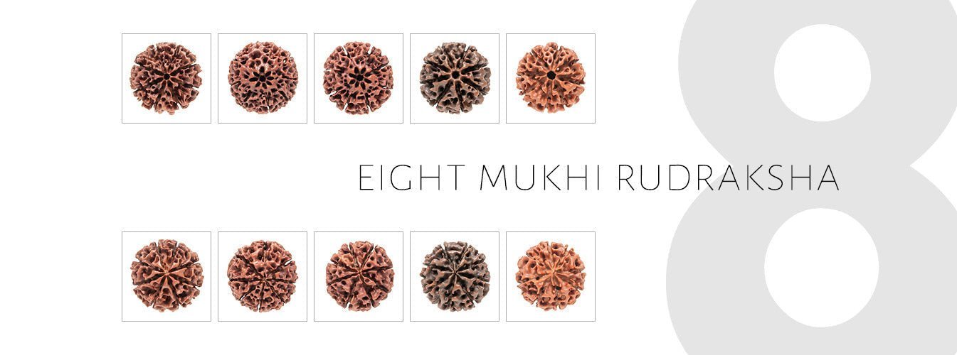 8 Mukhi Rudraksha Benefits
