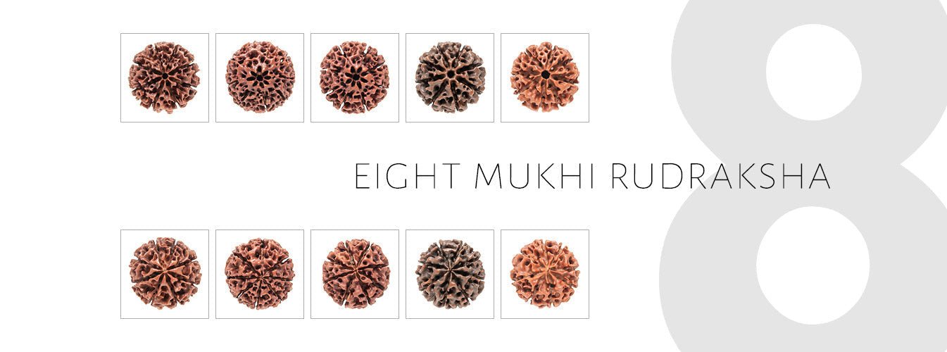 8 Mukhi Rudraksha 