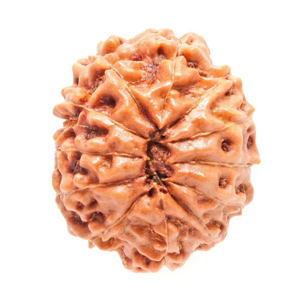 12 Mukhi Rudraksha - Rudraksha Indonesia 
