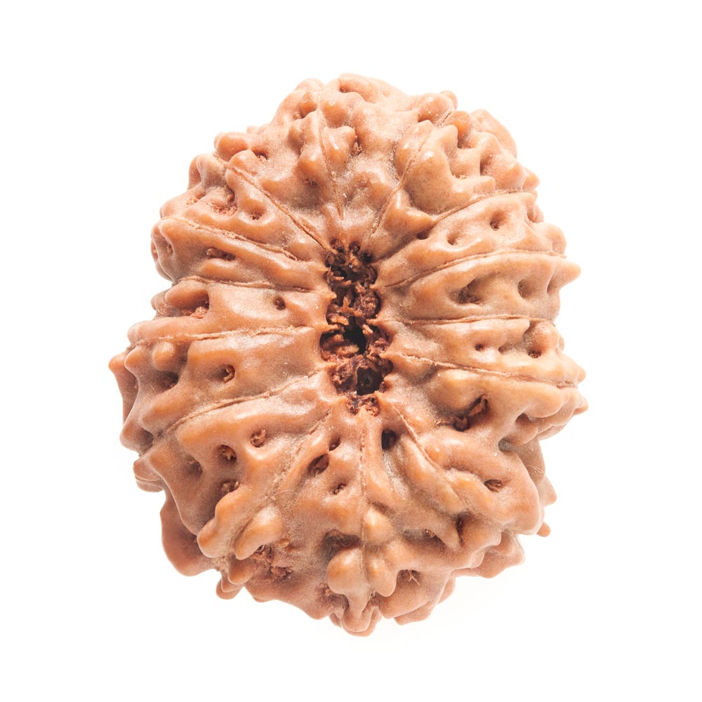 14 Mukhi Rudraksha - Rudraksha Indonesia 