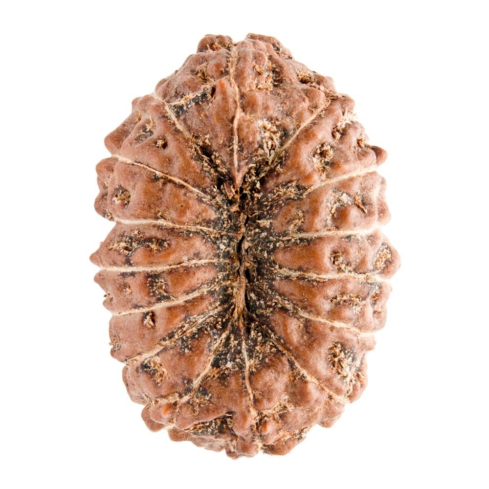 15 Mukhi Rudraksha - Rudraksha Indonesia 