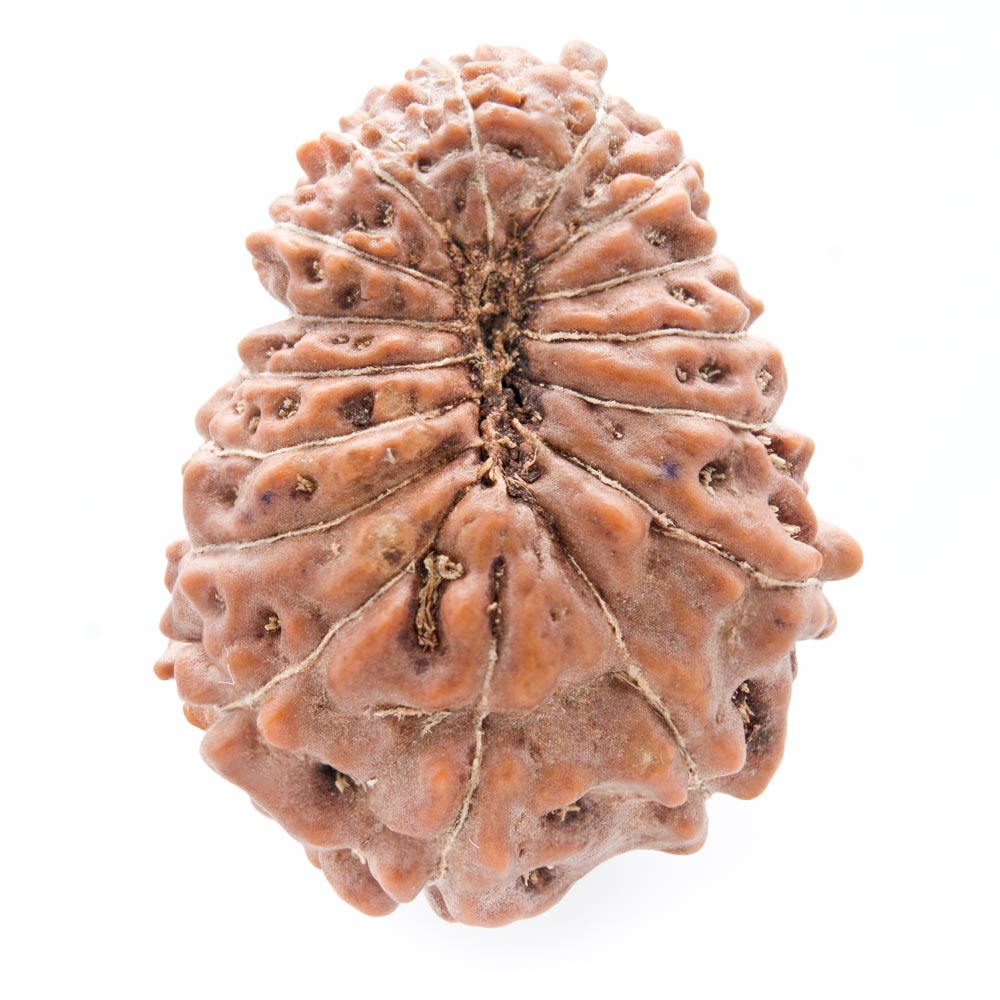 16 Mukhi Rudraksha - Rudraksha Indonesia 