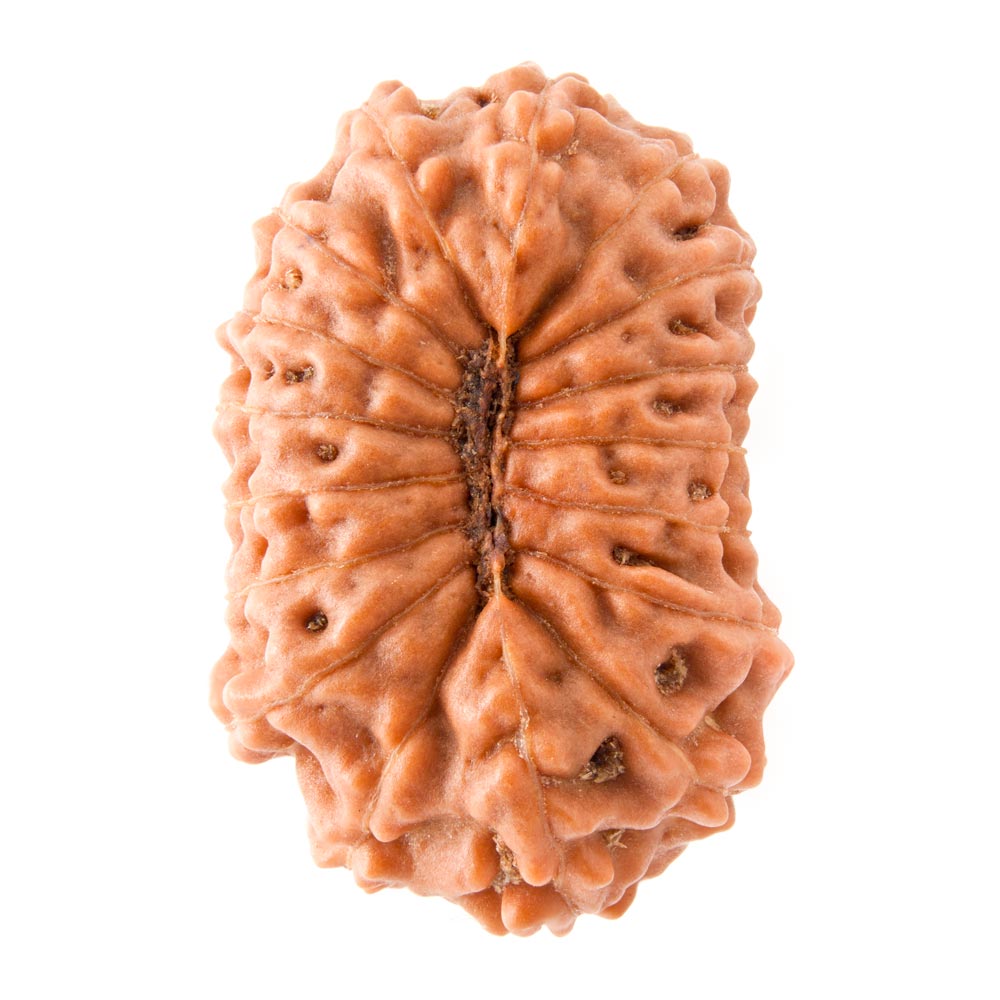 17 Mukhi Rudraksha - Rudraksha Indonesia 