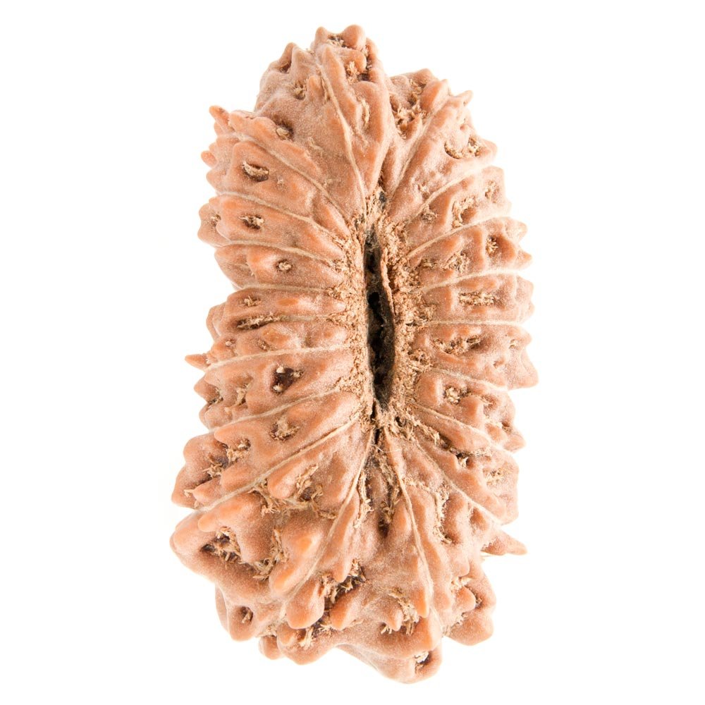 18 Mukhi Rudraksha - Rudraksha Indonesia 