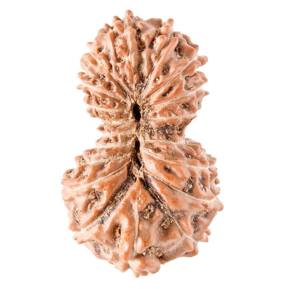 19 Mukhi Rudraksha - Rudraksha Indonesia 