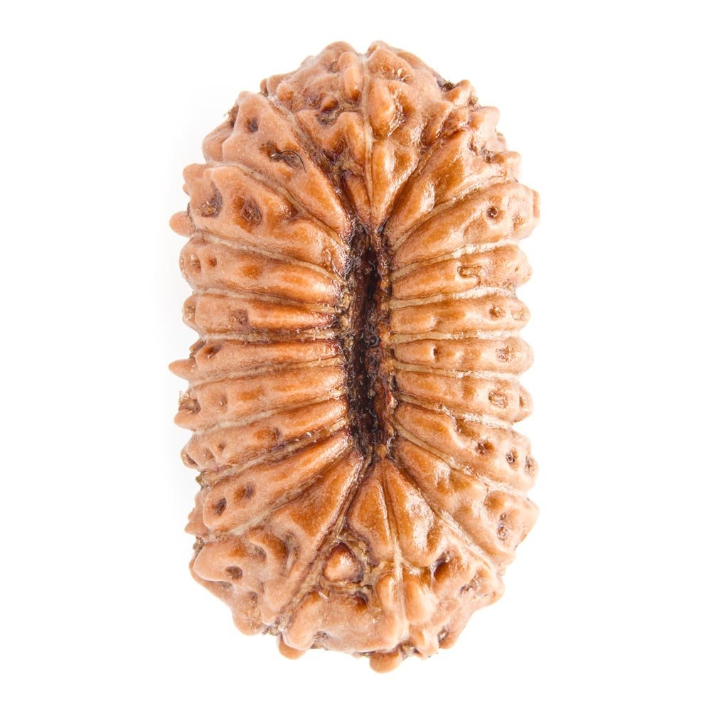 21 Mukhi Rudraksha - Rudraksha Indonesia 