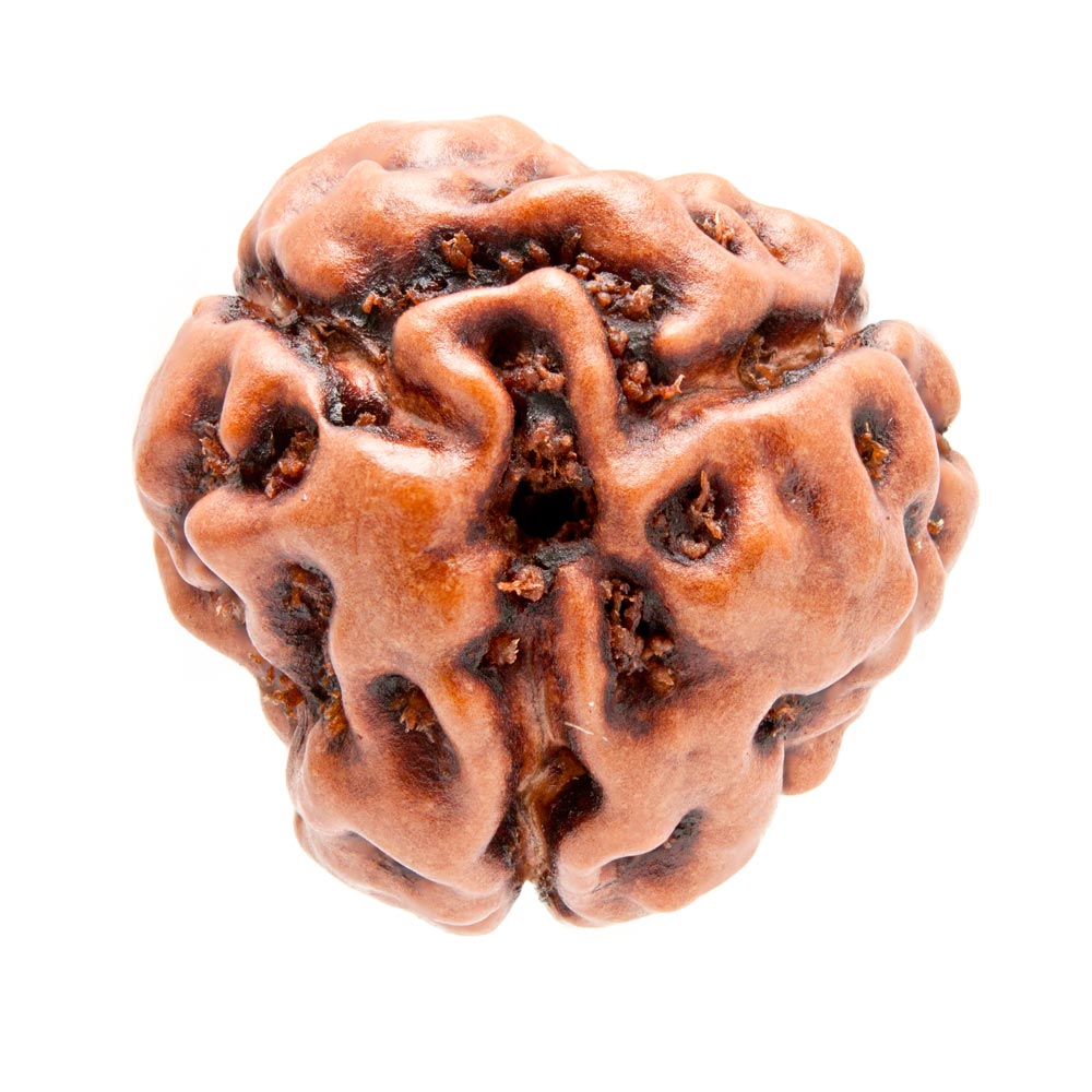 3 Mukhi Rudraksha - Rudraksha Indonesia 