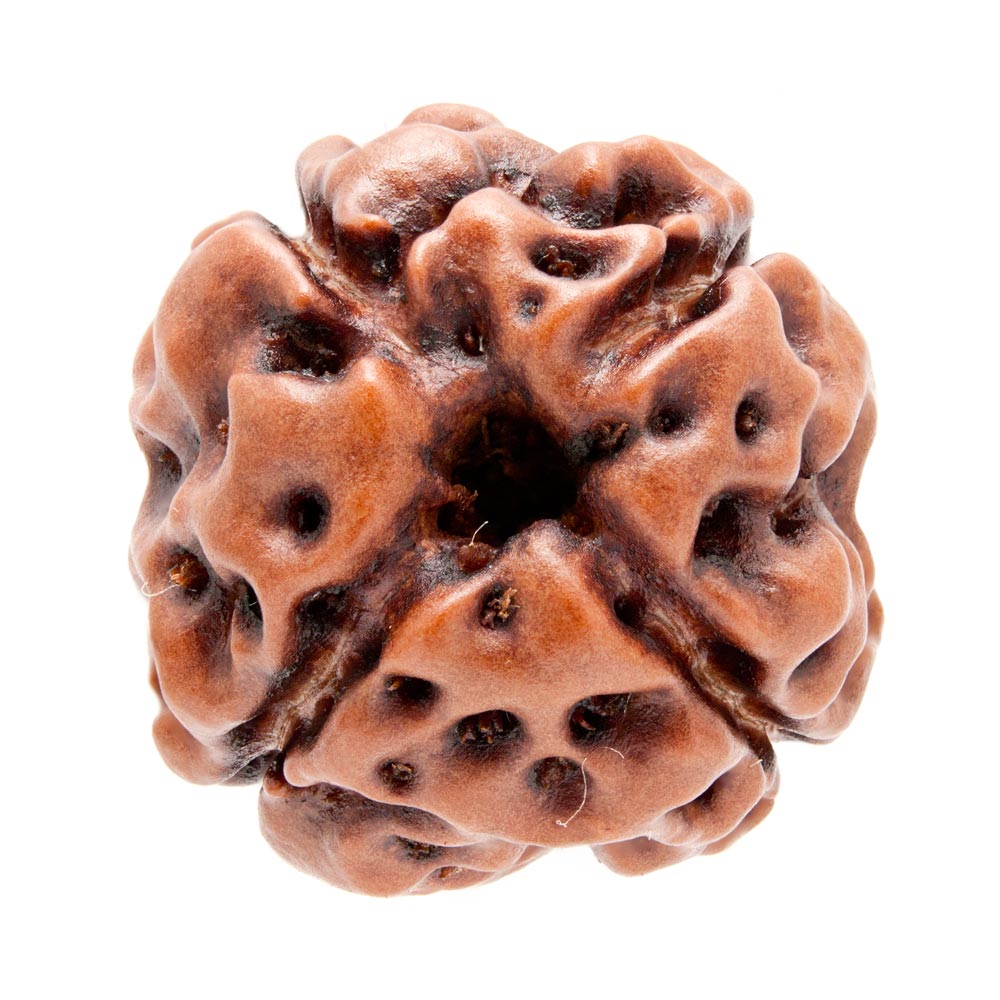 4 Mukhi Rudraksha - Rudraksha Indonesia 