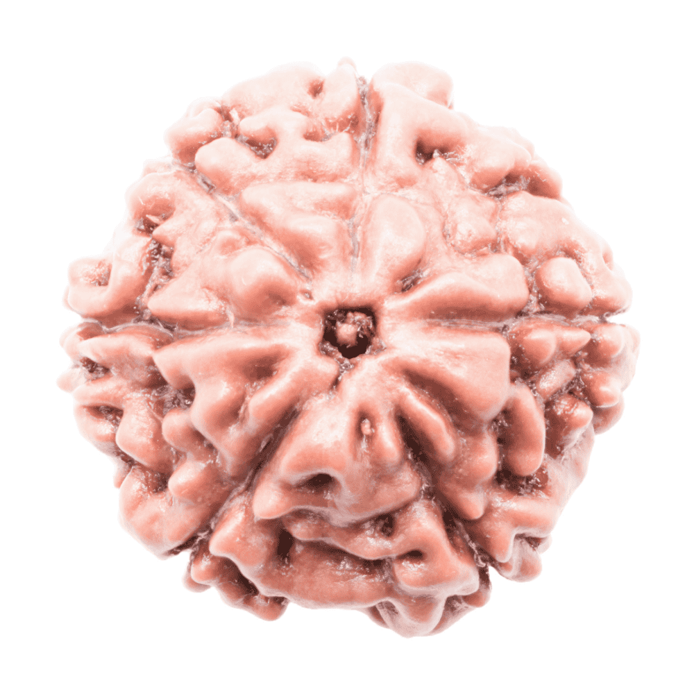 6 Mukhi Rudraksha - Rudraksha Indonesia 