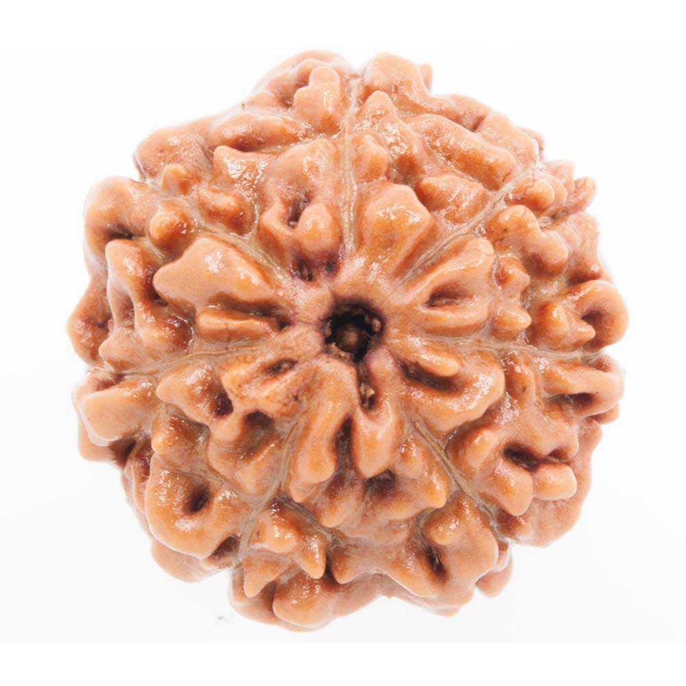 7 Mukhi Rudraksha - Rudraksha Indonesia 