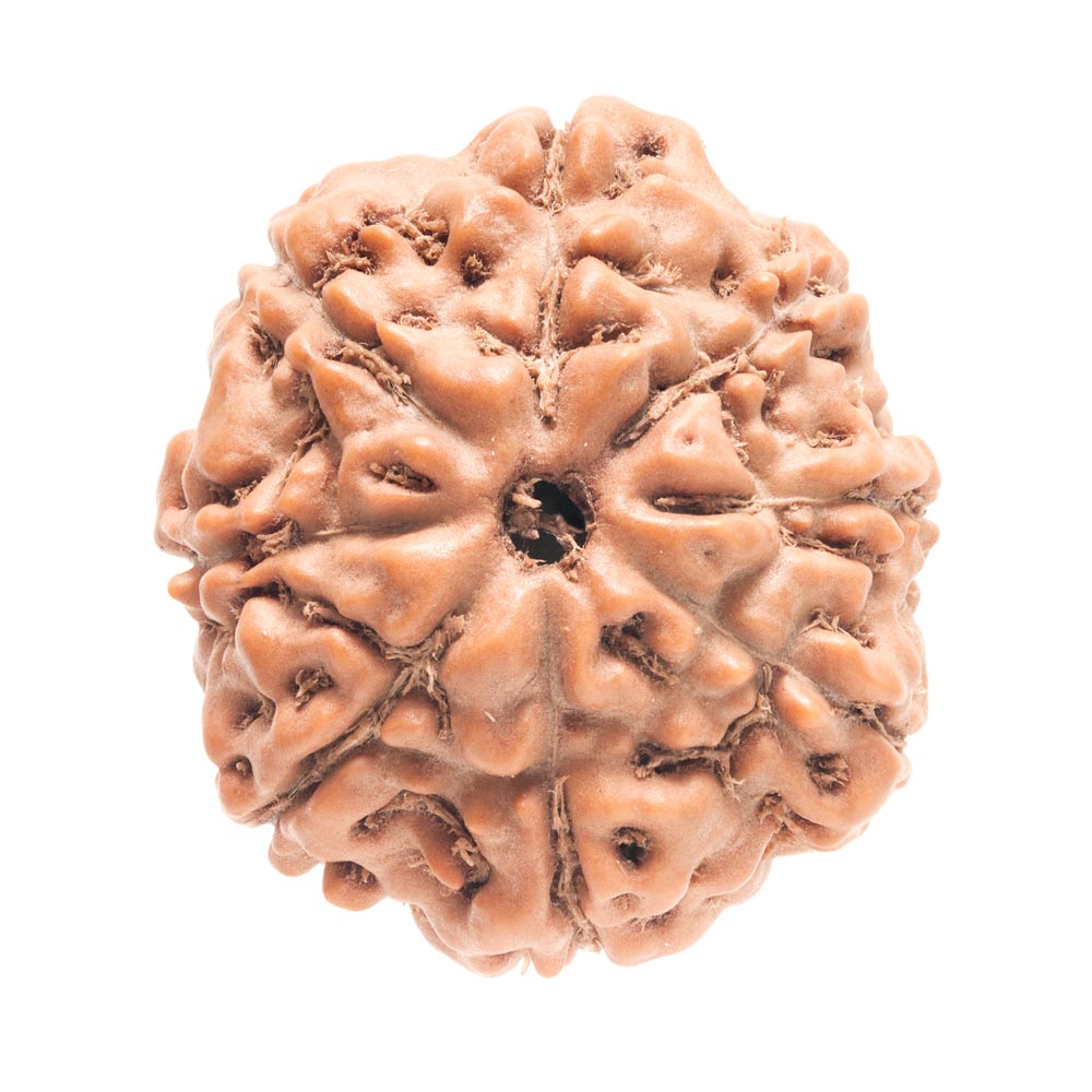8 Mukhi Rudraksha - Rudraksha Indonesia 