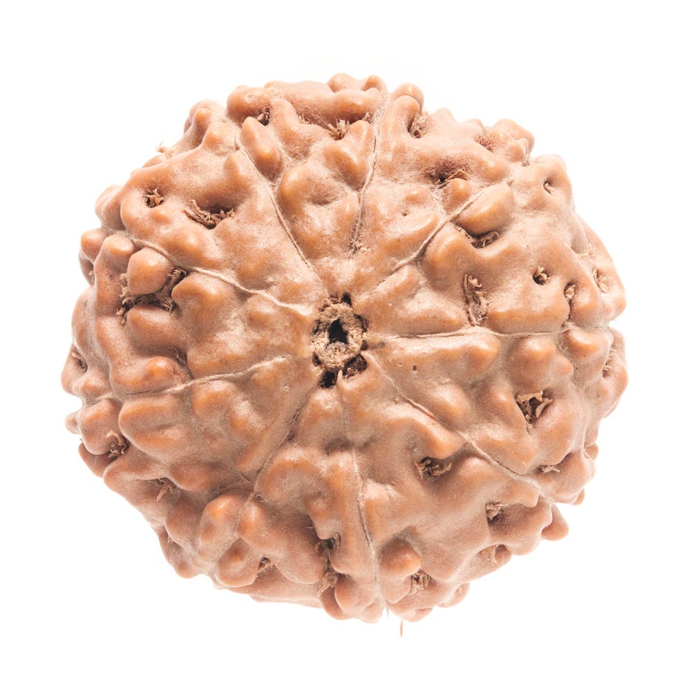 9 Mukhi Rudraksha - Rudraksha Indonesia 