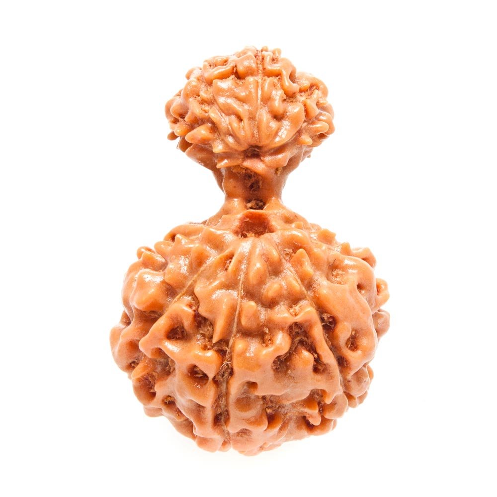 Garbh Gauri Rudraksha - Rudraksha Indonesia 