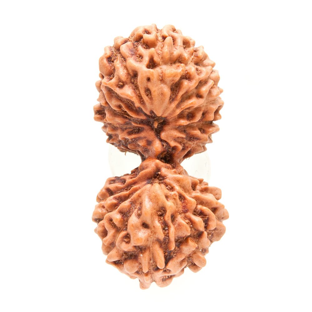 Gauri Shankar Rudraksha - Rudraksha Indonesia 