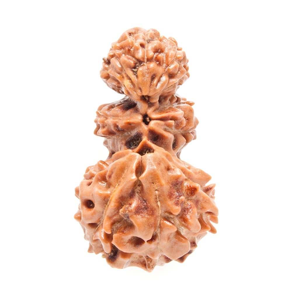 Trijuti Rudraksha