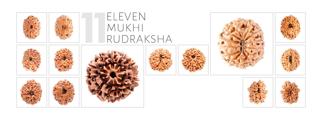 11 Mukhi Rudraksha