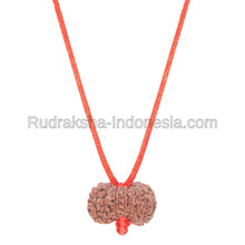 Load image into Gallery viewer, 13 MUKHI RUDRAKSHA RED THREAD
