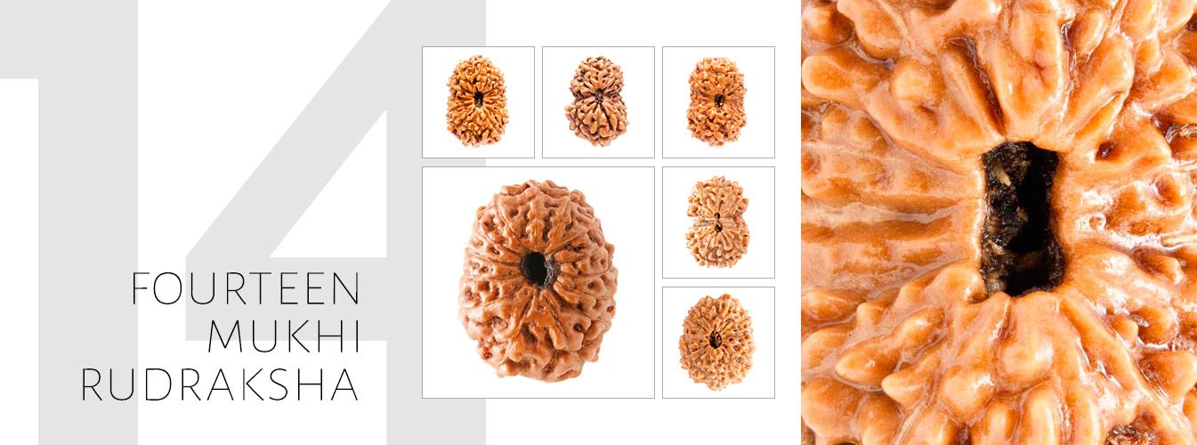 14 Mukhi Rudraksha