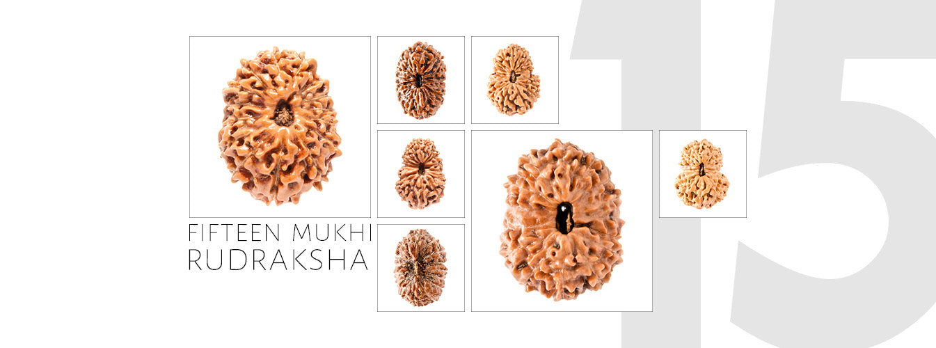 15 Mukhi Rudraksha