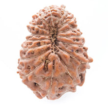 Load image into Gallery viewer, 16 Mukhi Rudraksha
