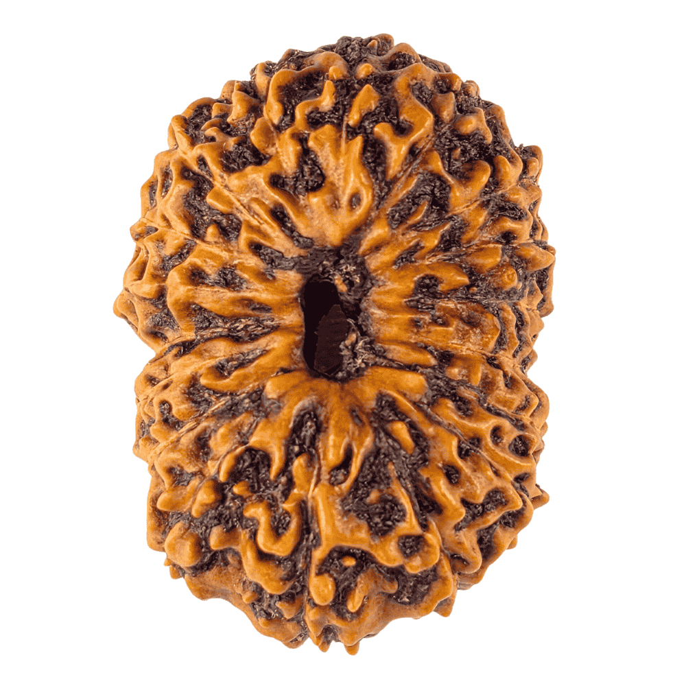 18MukhiRudraksha