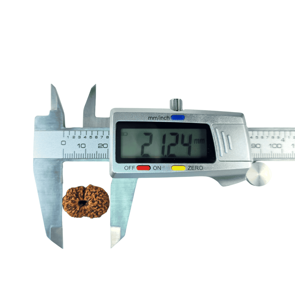 18_Mukhi_Rudraksha_21mm