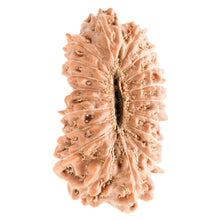 Load image into Gallery viewer, 18_Mukhi_Rudraksha
